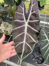 Load image into Gallery viewer, Alocasia Longiloba Grandis x Sanderiana 'Mark Campbell', Exact Plant