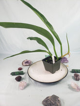 Load image into Gallery viewer, Philodendron Crassinervium, Exact Plant