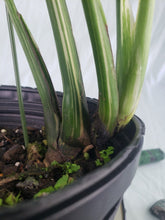 Load image into Gallery viewer, Thai Constellation, Exact Plant, variegated Monstera