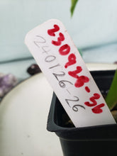 Load image into Gallery viewer, Domesticum, Exact Plant, variegated Philodendron