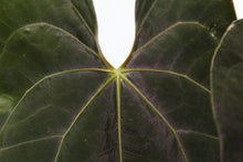 Load image into Gallery viewer, Sport-Variegated Anthurium Papillilaminum x Ace of Spades, Exact Plant