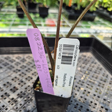 Load image into Gallery viewer, Alocasia Nobilis Pink variegated exact plant, Fedex 2day*