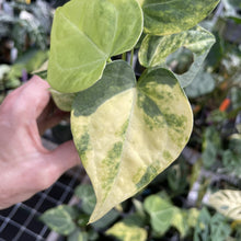 Load image into Gallery viewer, Anthurium Clarinervium Variegated exact plant, Fedex 2day*
