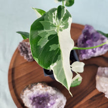 Load image into Gallery viewer, Alocasia Odora, Okinawa Silver Variegated 2.5" Pot, Fedex 2 day*