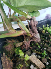 Load image into Gallery viewer, Philodendron Sodiroi True Form, Exact Plant