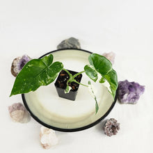 Load image into Gallery viewer, Alocasia Odora, Okinawa Silver, Exact Plant Variegated