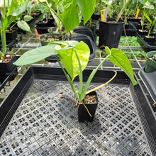 Load image into Gallery viewer, Syngonium Chiapense Variegated exact plant, Fedex 2day*