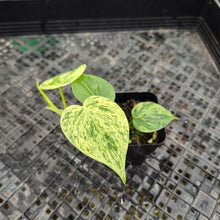 Load image into Gallery viewer, Philodendron Hederaceum, Heart Leaf, Exact Plant Variegated Ships Nationwide