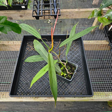 Load image into Gallery viewer, Philodendron Bicolor, Exact Plant Ships Nationwide