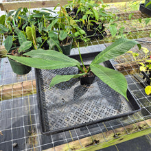 Load image into Gallery viewer, Philodendron Campii Lynette, Exact Plant Ships Nationwide