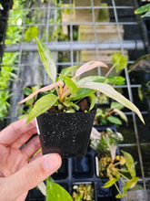 Load image into Gallery viewer, Philodendron Strawberry Caramel Marble Variegated 2.5" pot Fedex 2day*
