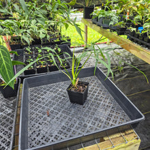 Load image into Gallery viewer, Philodendron Polypodoides, Exact Plant Ships Nationwide