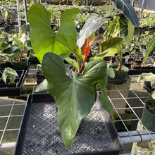 Load image into Gallery viewer, Anthurium Watermaliense exact plant, Fedex 2day