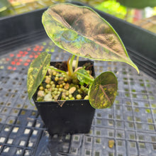 Load image into Gallery viewer, Alocasia Azlanii Aurea variegated , Exact Plant Ships Nationwide