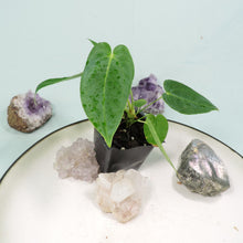 Load image into Gallery viewer, Anthurium Angamarcanum 2.5" pot, Fedex 2day*