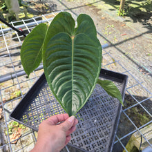 Load image into Gallery viewer, Anthurium Veitchii, Exact Plant