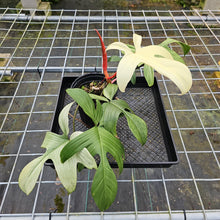 Load image into Gallery viewer, Philodendron Florida Ghost, Large, Exact Plant