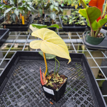 Load image into Gallery viewer, Philodendron Gloriosum variegated type 2, exact plant, Fedex 2day*