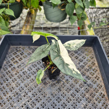 Load image into Gallery viewer, Alocasia simpo albo Exact Plant Ships Nationwide