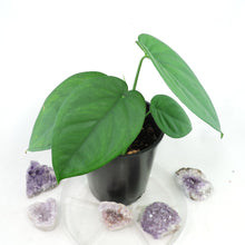 Load image into Gallery viewer, Syngonium Chiapense. Shipped Nationwide