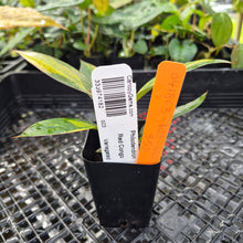 Load image into Gallery viewer, Philodendron Red Congo, Exact Plant Variegated Ships Nationwide