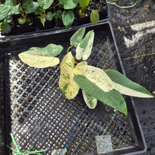 Load image into Gallery viewer, Philodendron Ilsemanii, Exact Plant Variegated Ships Nationwide