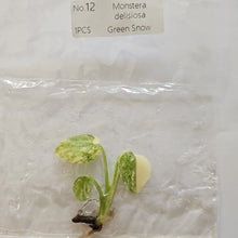 Load image into Gallery viewer, Monstera Deliciosa Green Snow variegated tissue culture 2DayAir