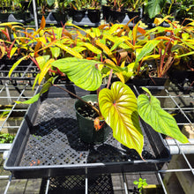 Load image into Gallery viewer, Philodendron Plowmanii 6" pot, Fedex 2day