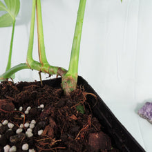 Load image into Gallery viewer, Rhaphidophora Decursiva, Dragon Tail. no shipping: ca,az,tx,la