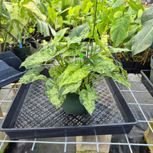 Load image into Gallery viewer, Syngonium Mojito, Exact Plant Variegated Ships Nationwide