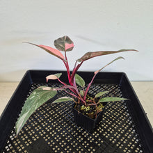 Load image into Gallery viewer, Philodendron Pink Princess Galaxy Variegated exact plant, Fedex 2day*