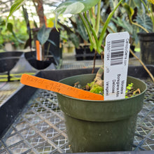 Load image into Gallery viewer, Monstera Borsigiana Albo Deliciosa, Exact Plant Variegated