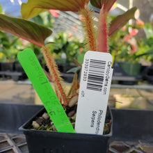Load image into Gallery viewer, Philodendron Serpens, Exact Plant Ships Nationwide