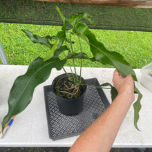 Load image into Gallery viewer, Philodendron Thaumatophyllum Goeldii X Selloum "African Fantasy, Exact Plant