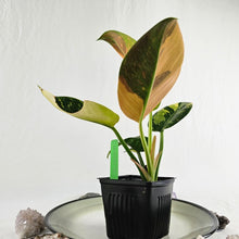 Load image into Gallery viewer, Philodendron Green Congo Nuclear, Exact Plant Variegated