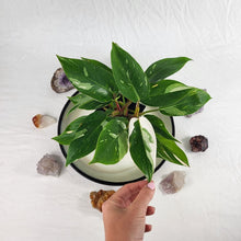 Load image into Gallery viewer, Philodendron White Princess Variegated 4" pot, Fedex 2day*