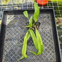 Load image into Gallery viewer, Anthurium Vittarifolium , Exact Plant Variegated Ships Nationwide