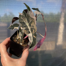 Load image into Gallery viewer, Alocasia Polly Snowflake Pink variegated exact plant, Fedex 2day*