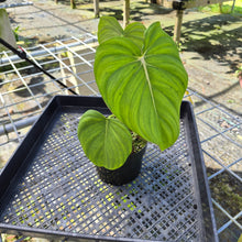 Load image into Gallery viewer, Philodendron Pastazanum, Exact Plant