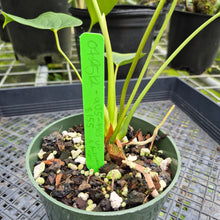 Load image into Gallery viewer, Anthurium Andraeanum Starlight Splash, Exact Plant, Speckled