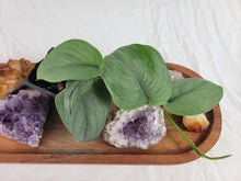 Load image into Gallery viewer, Scindapsus Silver Hero 2.5" Pot, Fedex 2 day*