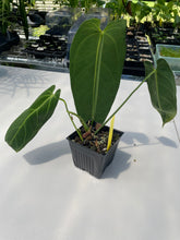 Load image into Gallery viewer, Anthurium Cirinoi, Exact Plant Ships Nationwide