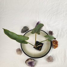 Load image into Gallery viewer, Philodendron Atabapoense 2.5" Pot, Fedex 2 day*