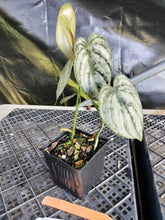 Load image into Gallery viewer, Philodendron Brandtianum, Exact Plant Ships Nationwide