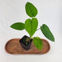Load image into Gallery viewer, Syngonium Chiapense 4" pot, ships nationwide