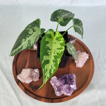 Load image into Gallery viewer, Homalomena Schismatoglottis Neoguineensis 4" pot, Fedex 2day*