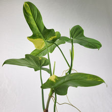 Load image into Gallery viewer, Philodendron Bipennifolium, Exact Plant Variegated Ships Nationwide