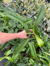 Load image into Gallery viewer, Philodendron 69686 Bette Waterbury 2.5" pot, Fedex 2day*