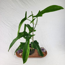 Load image into Gallery viewer, Philodendron Jerry Horne 6" pot, Fedex 2day