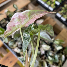 Load image into Gallery viewer, Alocasia Polly Pink variegated 2.5" pot, Fedex 2day*